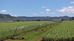 Outstanding irrigation farm with excellent water heads to auction | Video