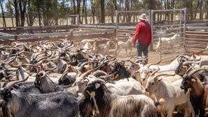 'Collapse in trade': opportunistic markets in goatmeat trade prove volatile