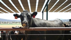 Elders accepts big money to sell Killara feedlot in major agribusiness deal