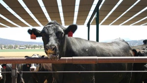 Elders accepts big money to sell Killara feedlot in major agribusiness deal