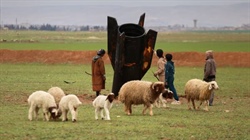 How exposed is the Australian sheepmeat trade to the conflict in Iran?
