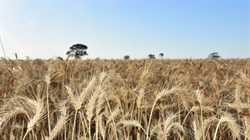 Indo wheat deal with US raises Aussie concerns about free trade viability