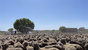 How local rain is overriding global conflict in light lamb market segment