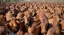 Behind the numbers: record production, but cattle herd stable, US demand key