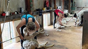 Selling campaigns for iconic outback sheep stations hit by floods