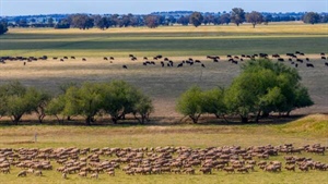 Freight costs, fuel delays create perfect storm for livestock producers