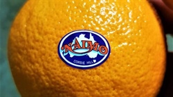 Ripe for picking: Riverina family to sell core citrus assets after 70 years