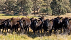 Prices rebound across Wagyu categories, new Episode 3 survey open