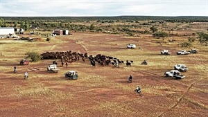 Million hectare WA cattle empire offered for the first time in years