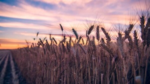 Decoding the language of wheat futures to get better farmgate returns