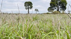 Well grassed, red brigalow cattle property sold at auction for $594/acre