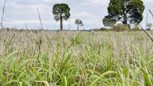 Well grassed, red brigalow cattle property sold at auction for $594/acre