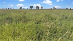 Western Downs property Four Bar sold for 'considerably more' post auction