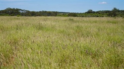 Maranoa grazing property for 700 breeders sold two years after auction