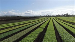 Mahons Road offered with top infrastructure, secure water, fertile soils