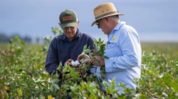 Glengarry presented with 741 acres developed for flood irrigation | Video