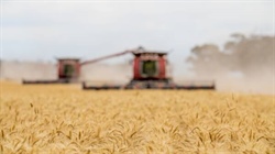 Why the wheat market is bullish and what it means for Australian farmers
