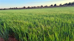 How foreign investment could lead to more young Australians owning a farm
