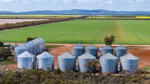 Wheat markets roar back to life: what a new report tells Aussie growers