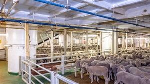 From Canberra to Tehran: how war has hastened live sheep trade's demise