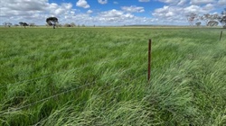 Quality Maranoa country cracks $604/acre in an 'above expectations' sale