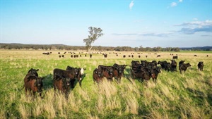 Dunedoo station splits in half as homestead block sells for $4.53m