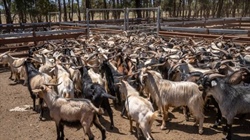 US boom carries Australian goatmeat exports as key Asian markets pull back