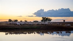 How a supply rebound in some states is impacting lamb prices right now