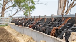 Explainer: why record feedlot numbers mask a stalled national herd rebuild