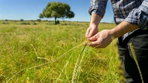 Large-scale property Pulgamurtie presented with abundant, quality feed