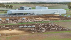 Highly developed livestock breeding and backgrounding operation | Photos