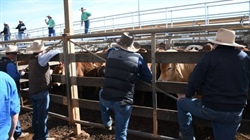 The four-figure surge: cattle prices break 1000c for first time since 2022