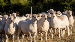 How a Middle East demand slump is impacting Australian sheep producers