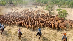 Key leadership change flagged at NAPCo; Elders announces its feedlot exit date