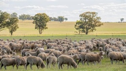 Data revision uncovers the true pressure on sheep processors