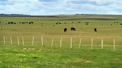Food or forestry: political storm brews over sale of Tasmania's largest farm