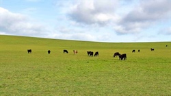 New owners to plant 12 million pine trees on Tasmania's largest farm