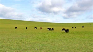 New owners to plant 12 million pine trees on Tasmania's largest farm