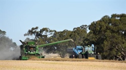 Australia gains more access to Chinese canola market after trial approved
