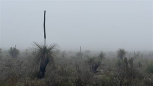 Inland areas shiver through near-record cold as lingering fog settles