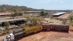 Why Australia's live cattle trade is more reliant on Indonesia than ever