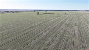 Impressive 'Golden Triangle' grain aggregation hits the market | Photos