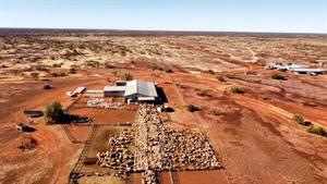 SA investor Charlie Shahin buys Jumbuck's 1.29m hectare sheep stations