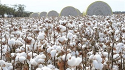 Cotton debt doubles, crop shrinks but growers prove financially savvy says ANZ