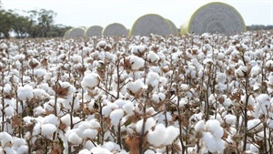 Cotton debt doubles, crop shrinks but growers prove financially savvy says ANZ
