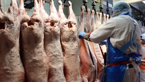 Mutton breaks new ground in real terms