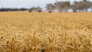 Firm wheat prices offer relief, but rising input costs create uncertainty