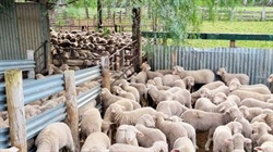 Long-held SA grazing farm for sale with 950 sheep included