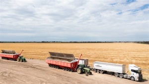 Black Sea disruption continues, so why aren't wheat prices skyrocketing?