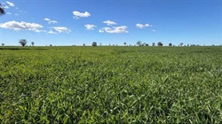 Banoon presents as versatile country that's 90 per cent arable | Photos